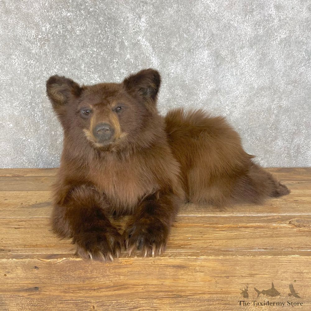 Cinnamon Black Bear Cub Life-Size Mount For Sale #24132 @ The Taxidermy Store