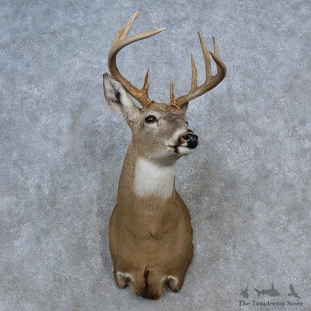 Whitetail Deer Shoulder Mount For Sale #15584 @ The Taxidermy Store