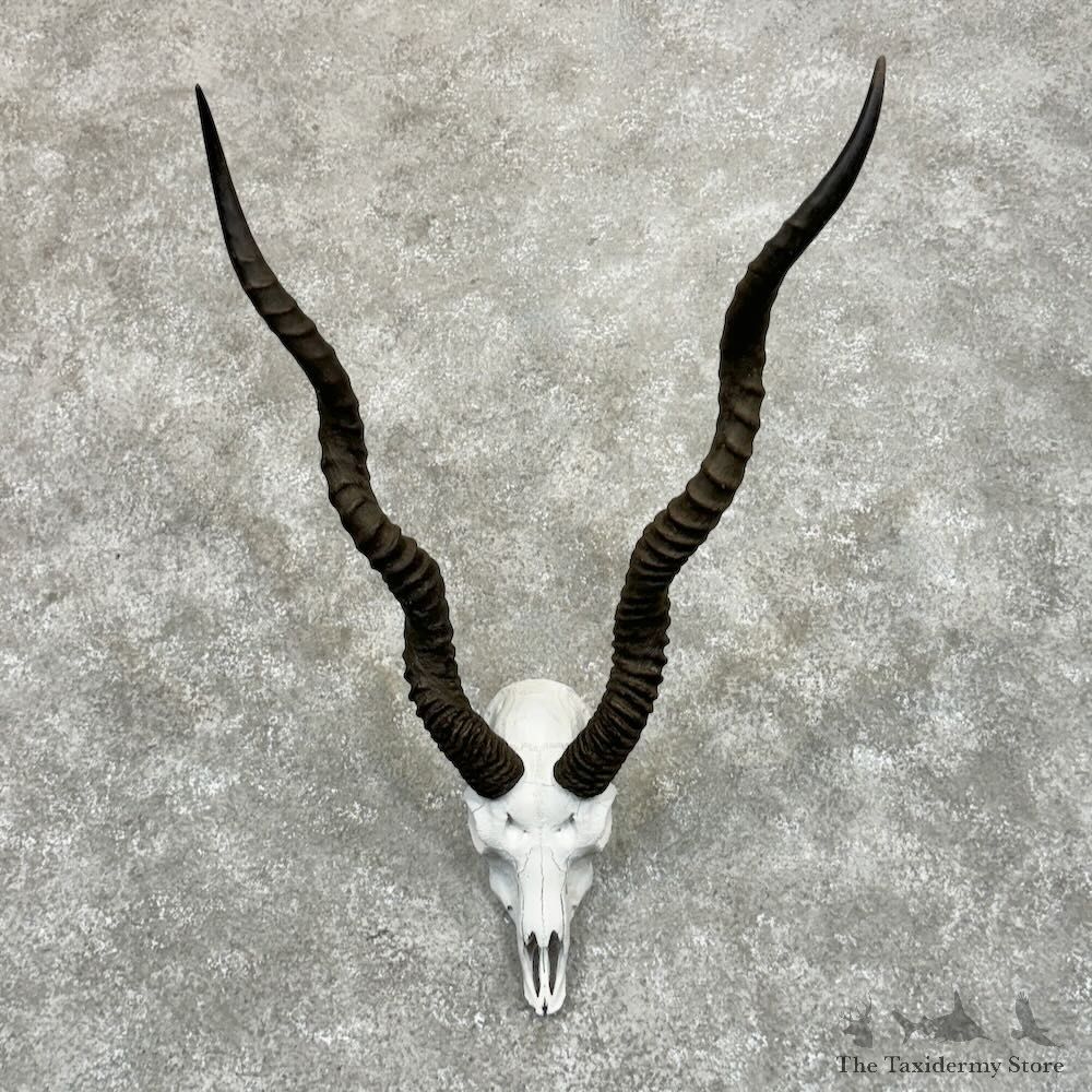 Blackbuck Skull & Horn European Mount For Sale #29079 @ The Taxidermy Store