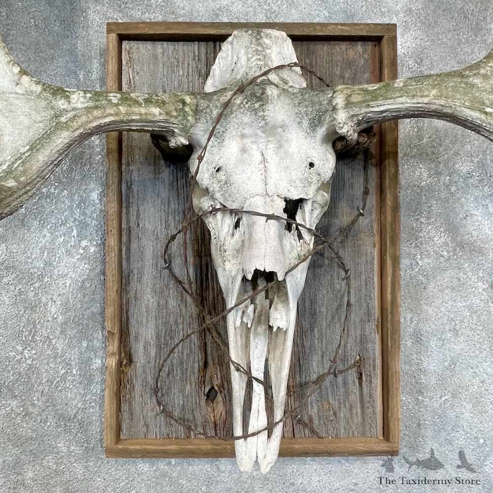 Moose Skull European Mount For Sale #25915 @ The Taxidermy Store