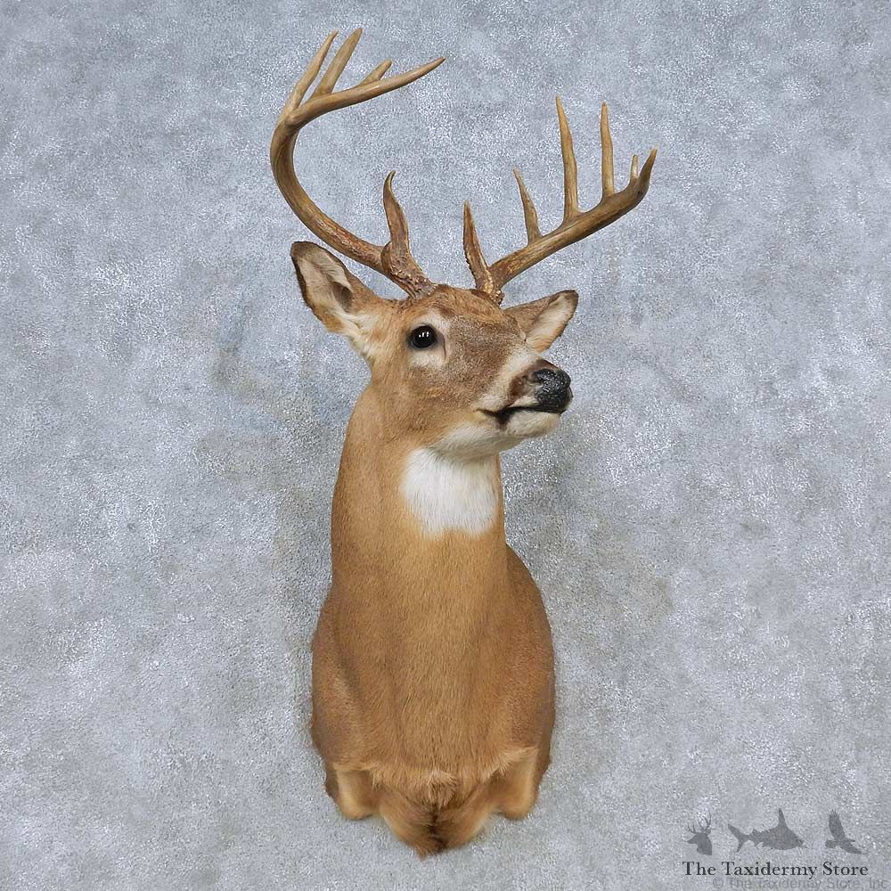 Whitetail Deer Shoulder Mount For Sale #14792 @ The Taxidermy Store