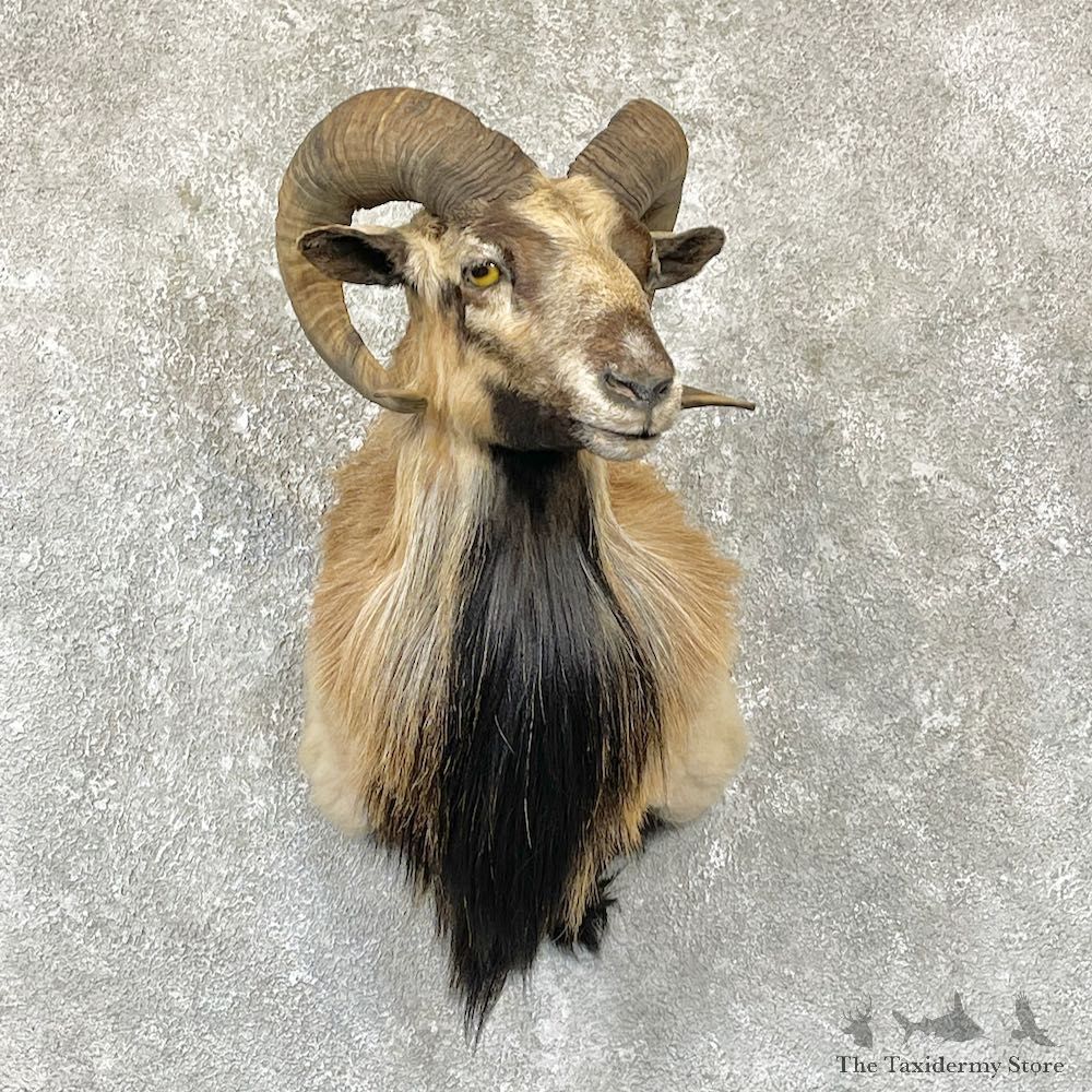 Corsican Ram Shoulder Mount For Sale #26320 @ The Taxidermy Store