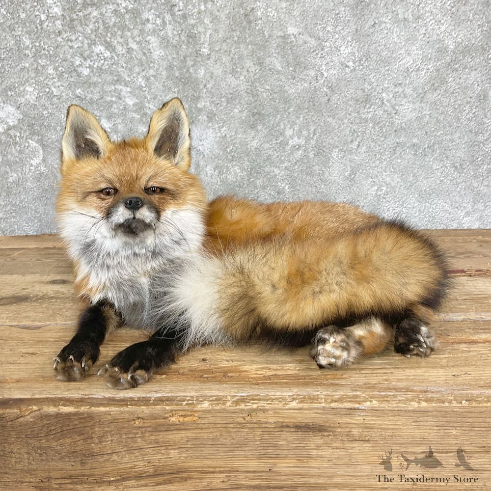 Red Fox Life-Size Mount For Sale #26442 @ The Taxidermy Store