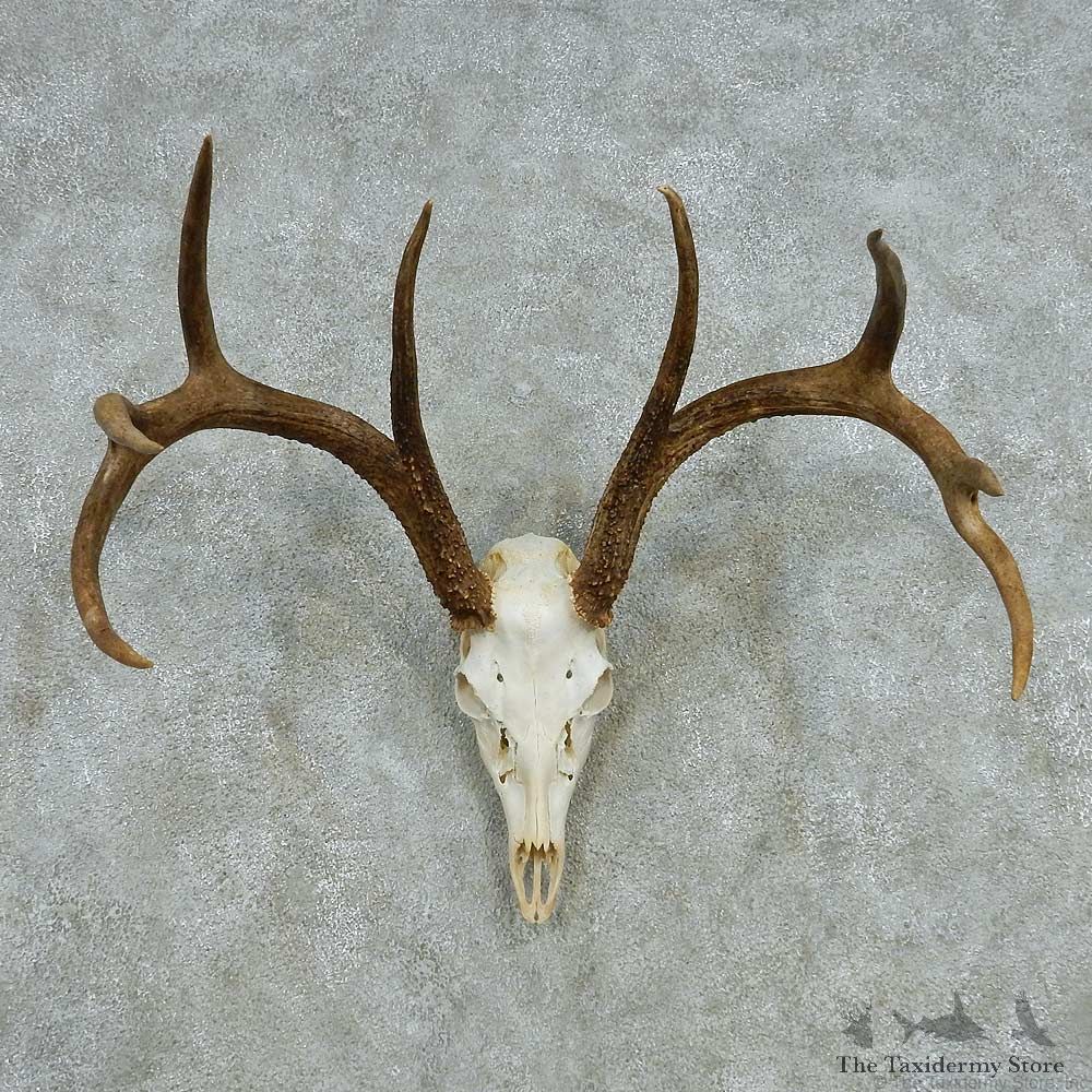 Whitetail Deer Skull Antlers European Mount #13569 For Sale @ The Taxidermy Store