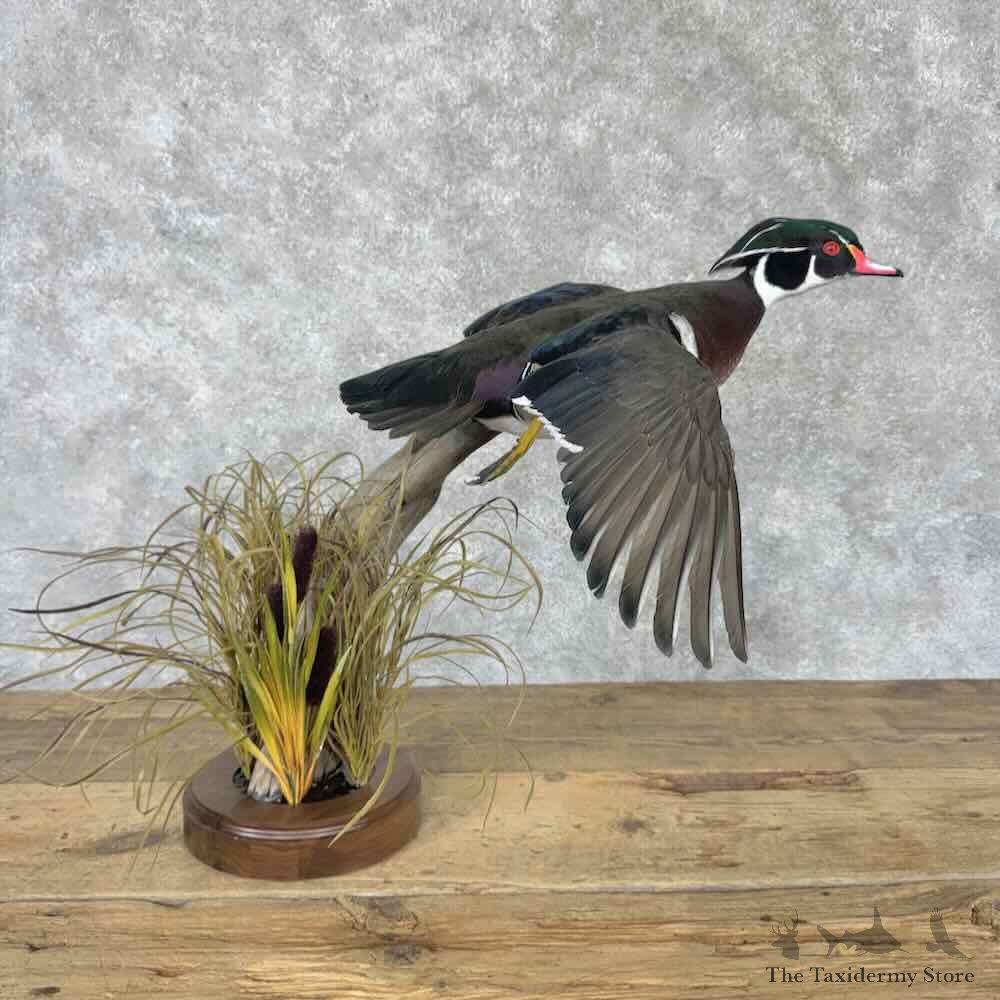 Wood Duck Bird Mount For Sale #31624 @ The Taxidermy Store
