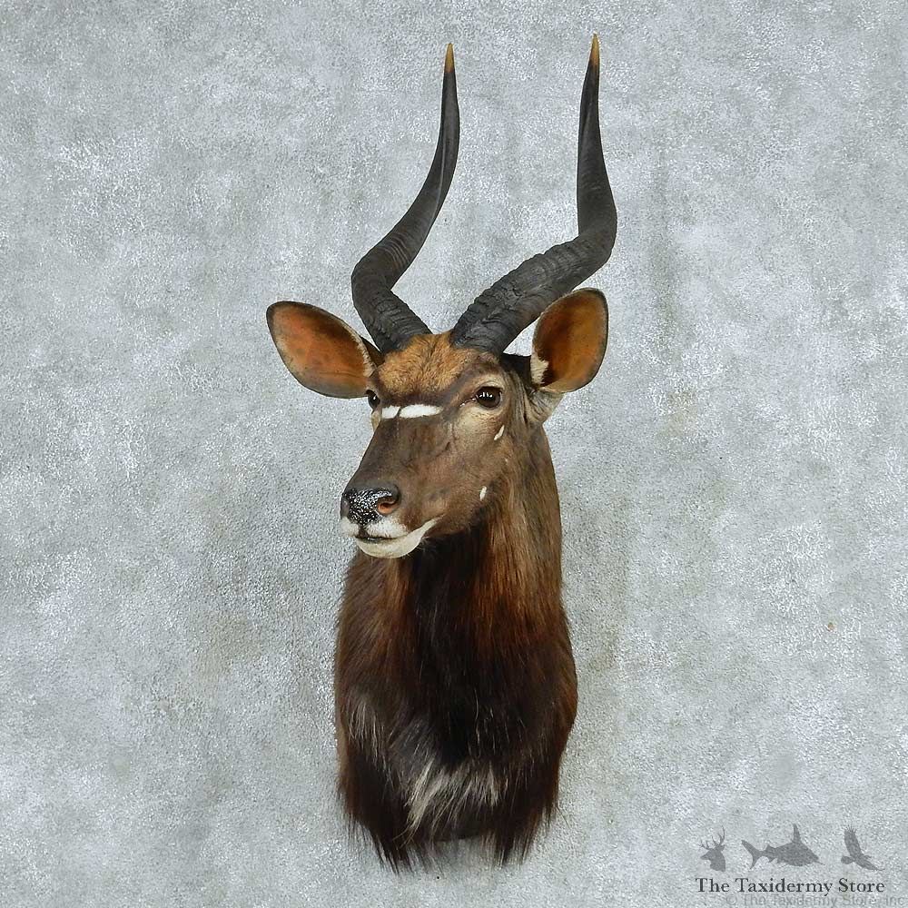 African Nyala Shoulder Mount #13718 For Sale @ The Taxidermy Store