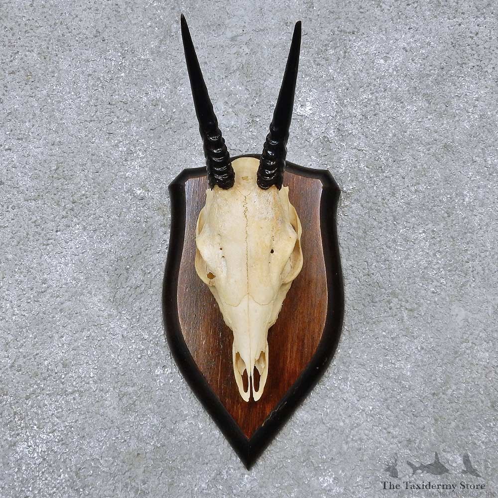 Bush Duiker Skull & Horn European Mount For Sale #14510 @ The Taxidermy Store