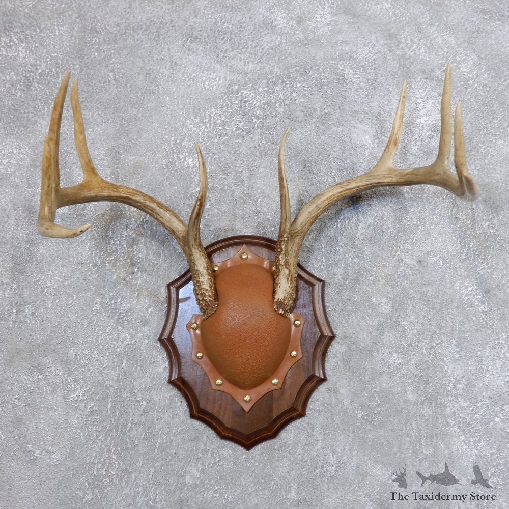 Whitetail Deer Antler Plaque Mount For Sale #18718 @ The Taxidermy Store