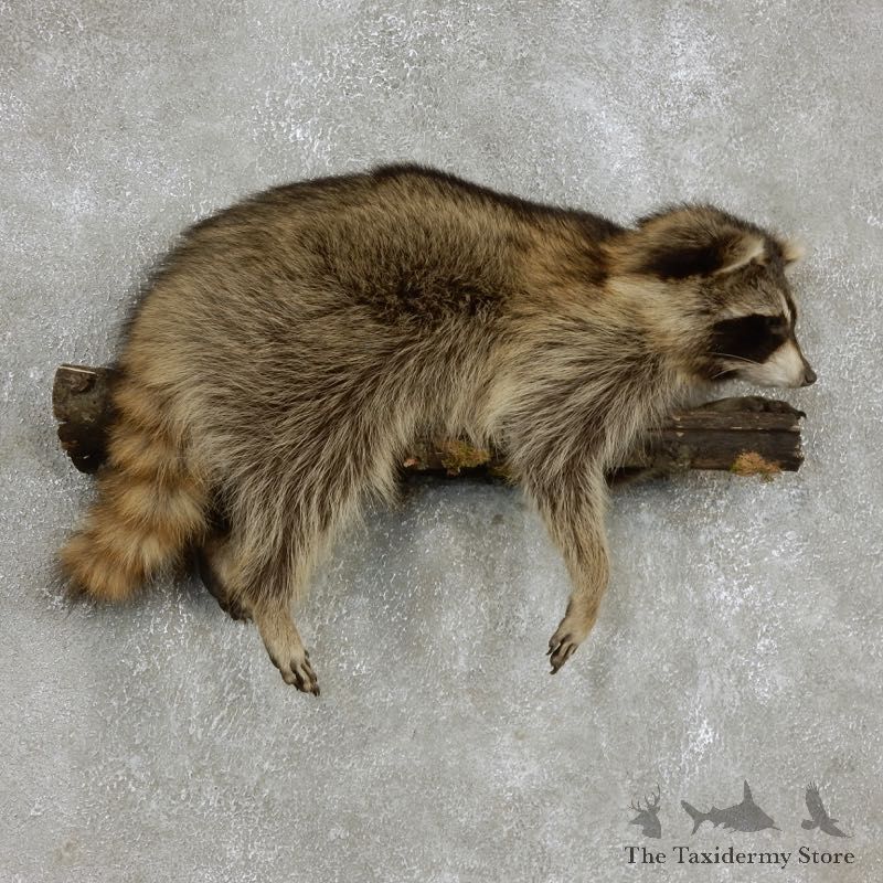 Wall-Hanging Raccoon Mount For Sale #17967 @ The Taxidermy Store