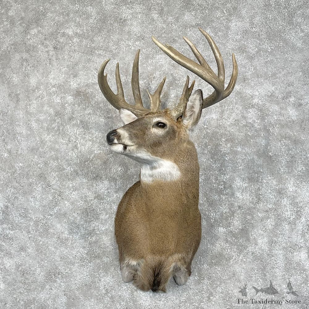 Whitetail Deer Shoulder Mount For Sale #28442 - The Taxidermy Store