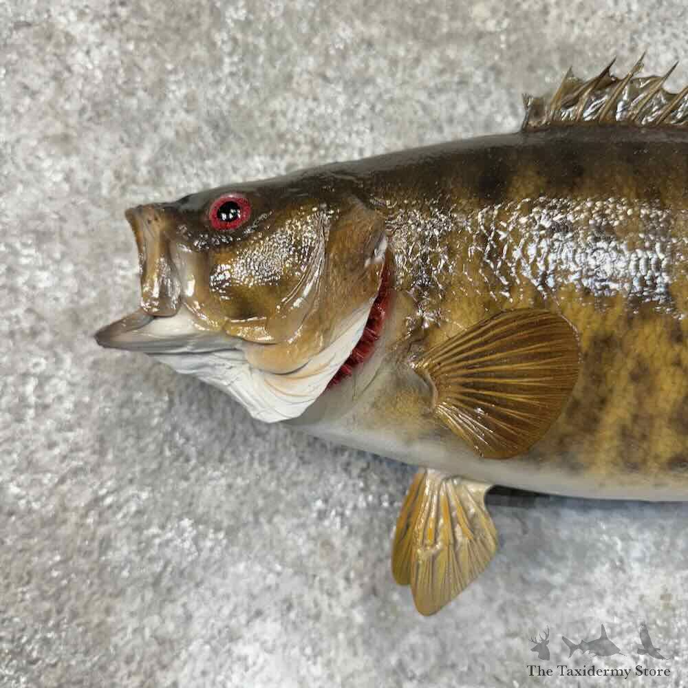 Smallmouth Bass Fish Mount For Sale #31274 @ The Taxidermy Store