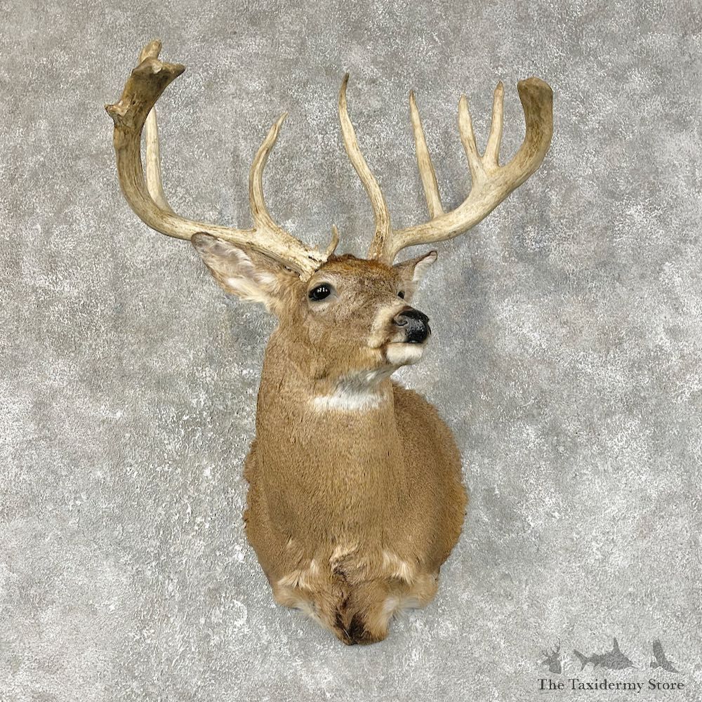 Whitetail Deer Shoulder Mount #25496 For Sale - The Taxidermy Store