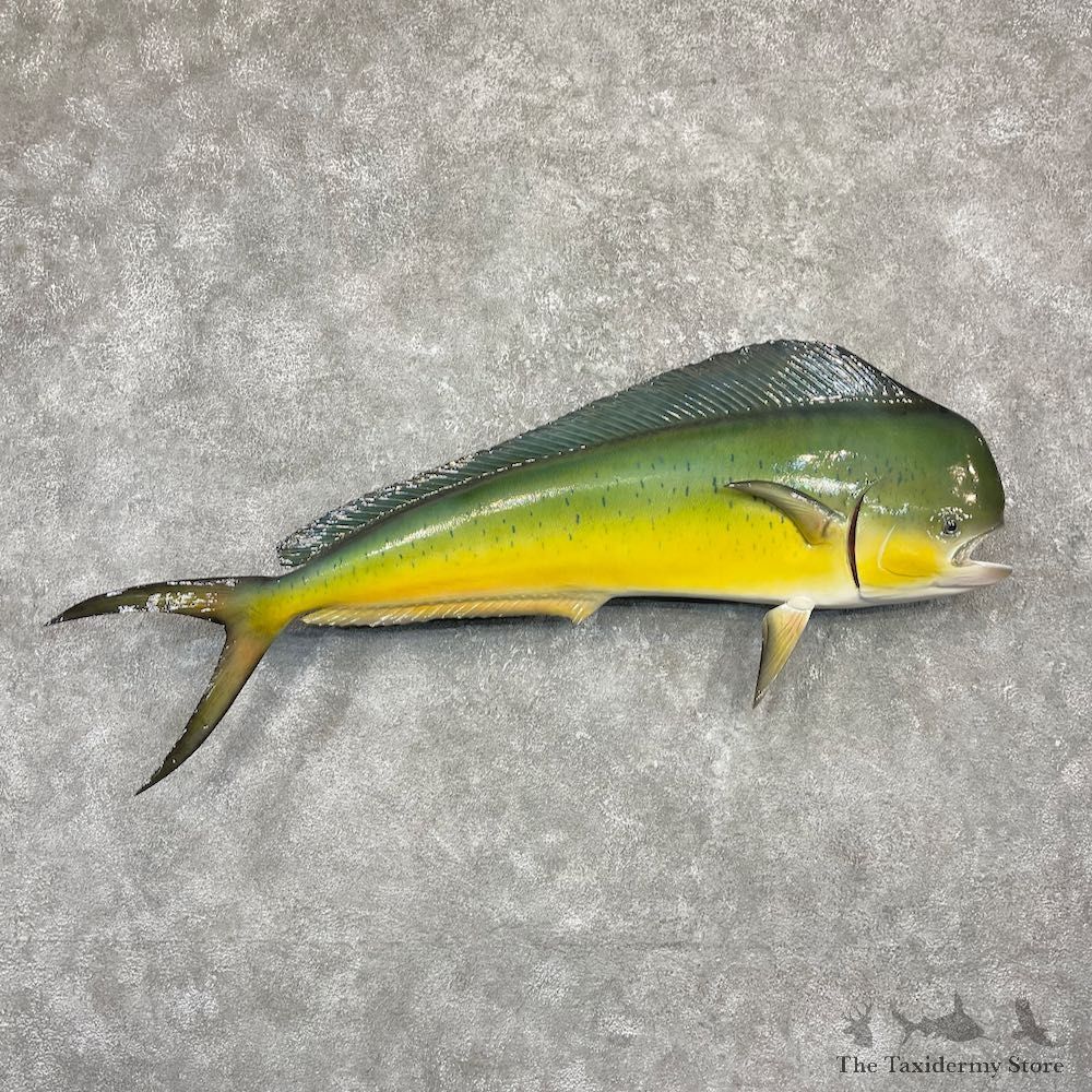 Reproduction Mahi Mahi Taxidermy Fish Mount #26156 For Sale @ The Taxidermy Store