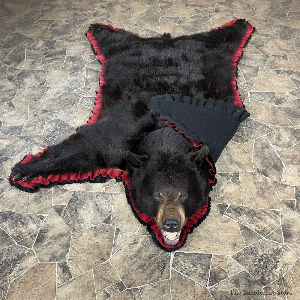 Black Bear Full-Size Rug For Sale #27848 @ The Taxidermy Store