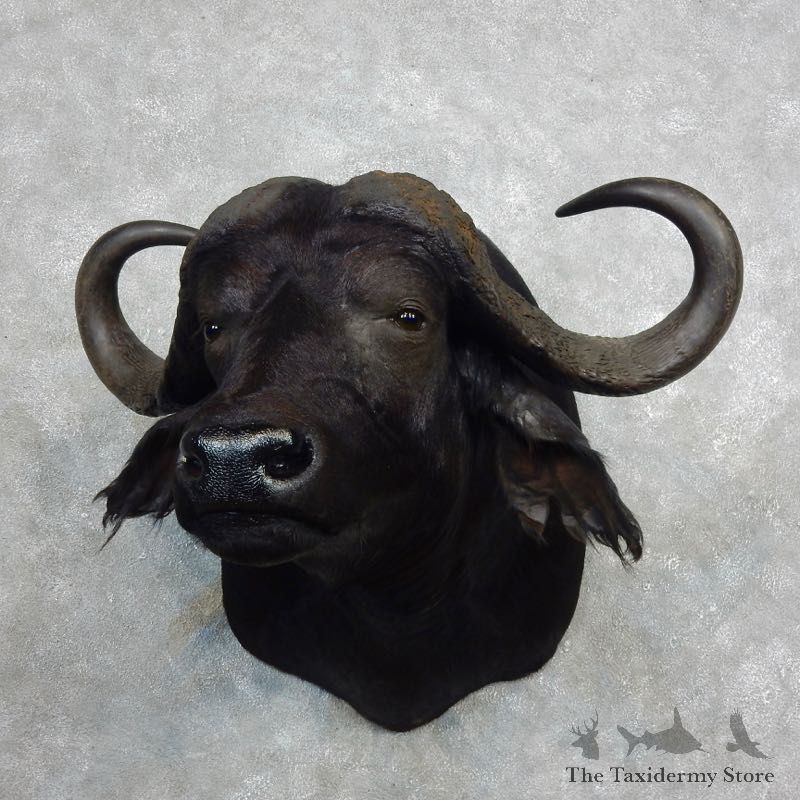 African Cape Buffalo Shoulder Mount For Sale #17980 @ The Taxidermy Store