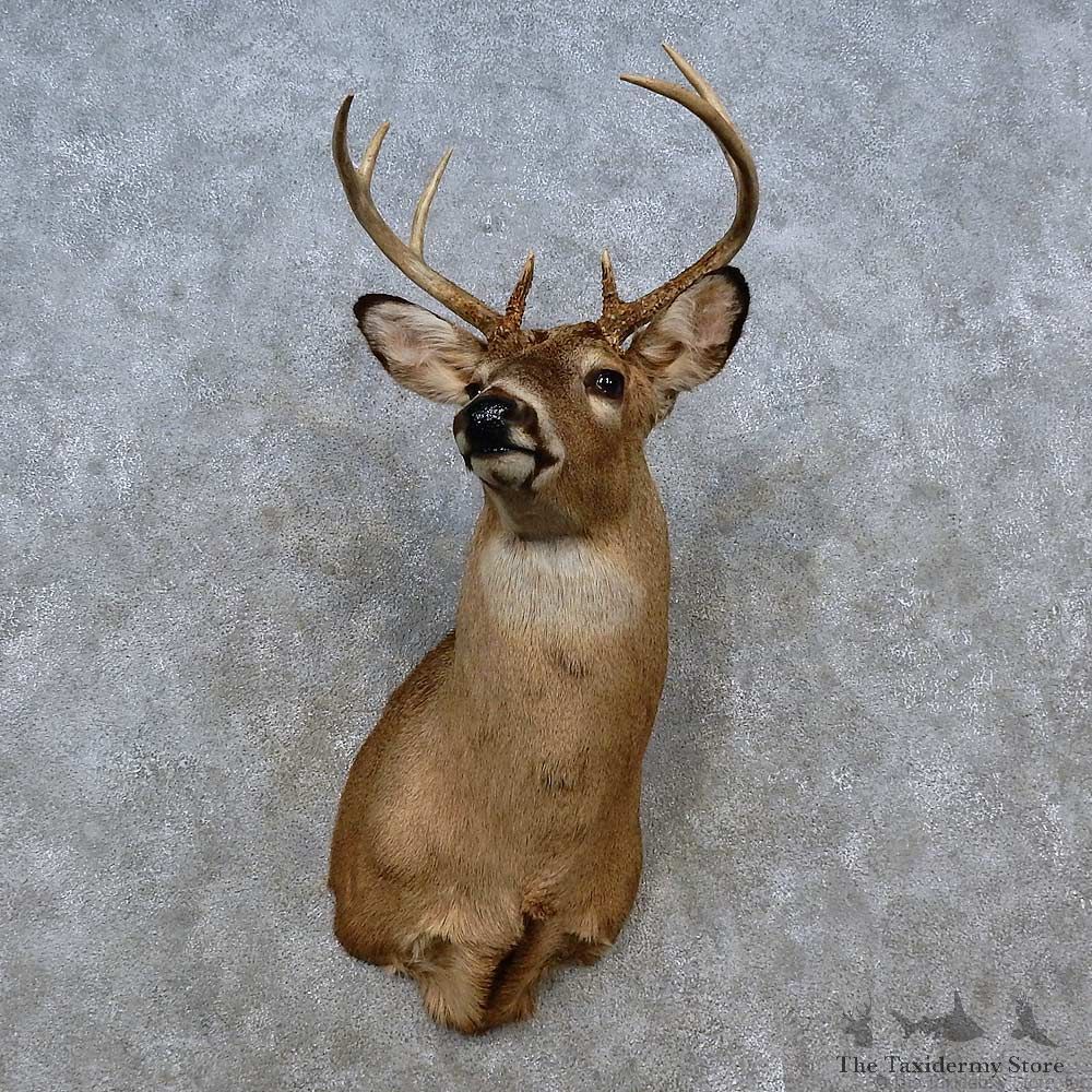 Whitetail Deer Shoulder Mount For Sale #15257 @ The Taxidermy Store