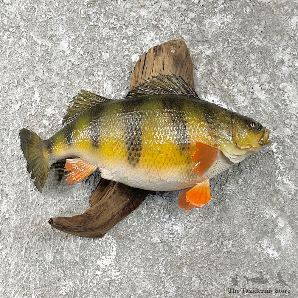 Yellow Perch Fish Mount For Sale #26132 @ The Taxidermy Store