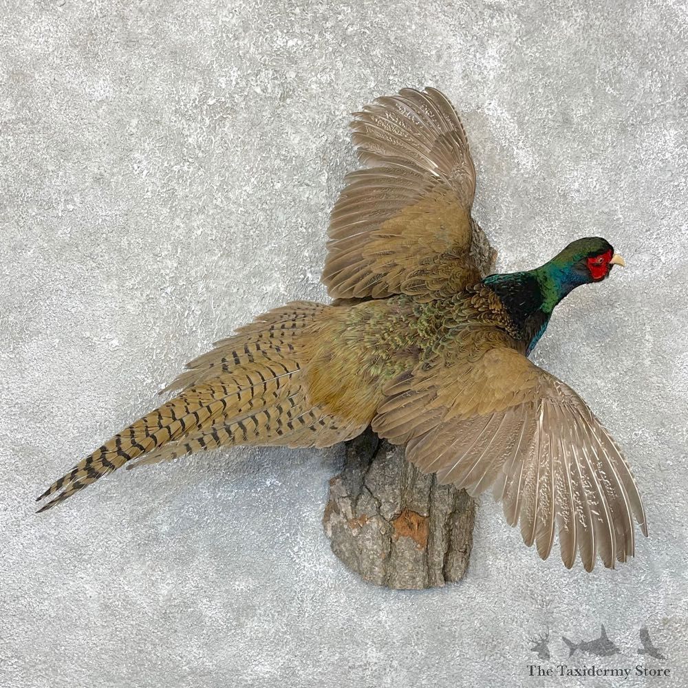 Green Pheasant Taxidermy Mount #24294 For Sale @ The Taxidermy Store