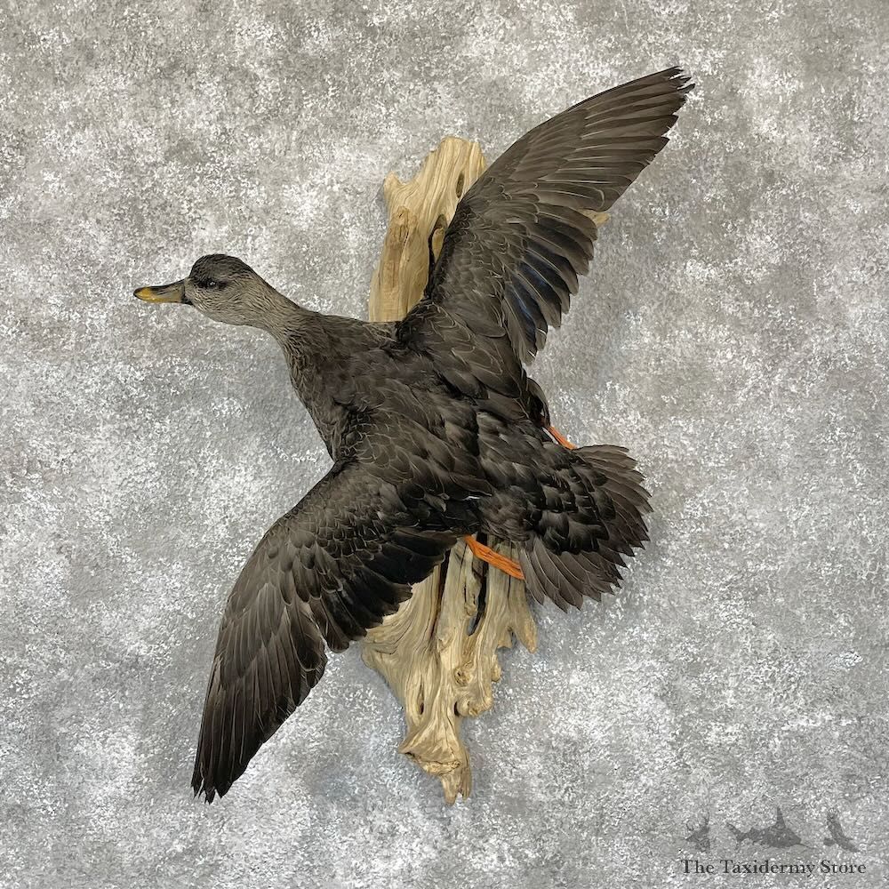 Black Duck Drake Bird Mount For Sale #28201 @ The Taxidermy Store