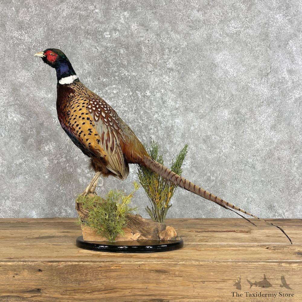 Ringneck Pheasant Bird Mount For Sale #27964 @ The Taxidermy Store