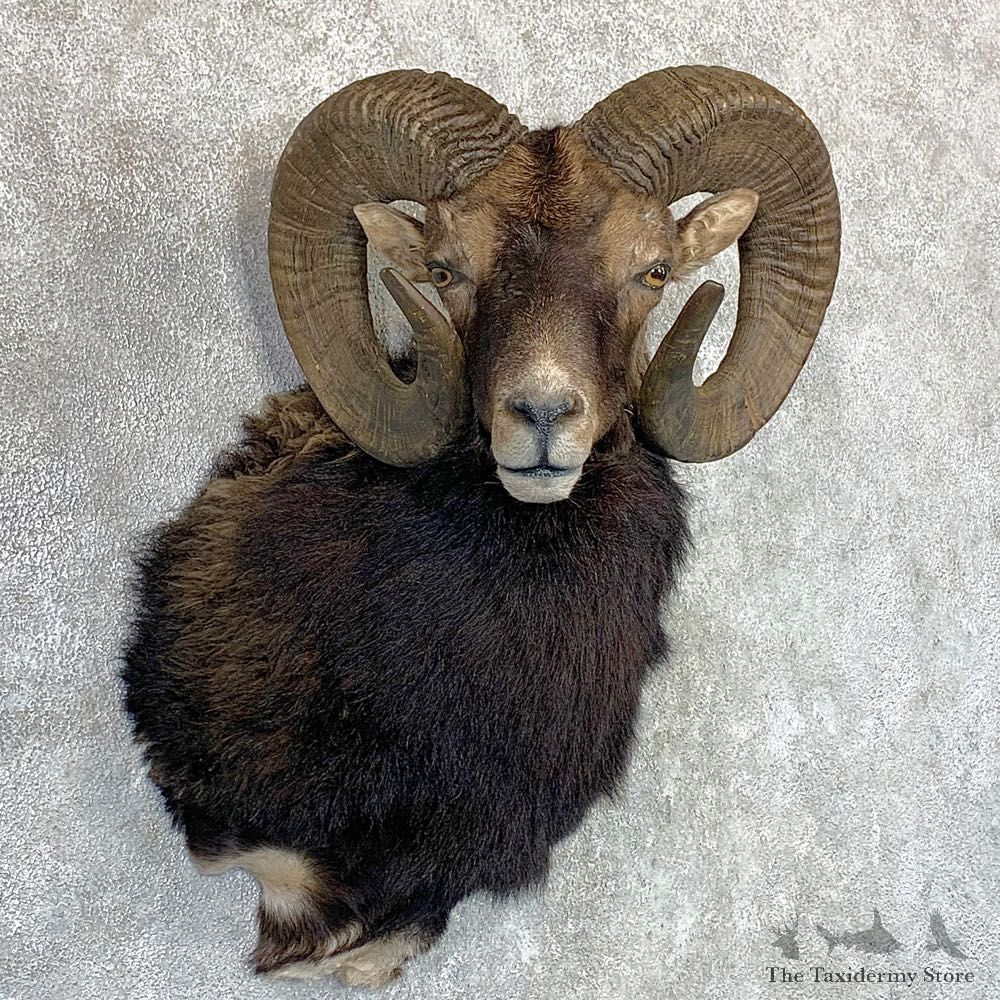 Hybrid Sheep Shoulder Mount For Sale #22972 @ The Taxidermy Store