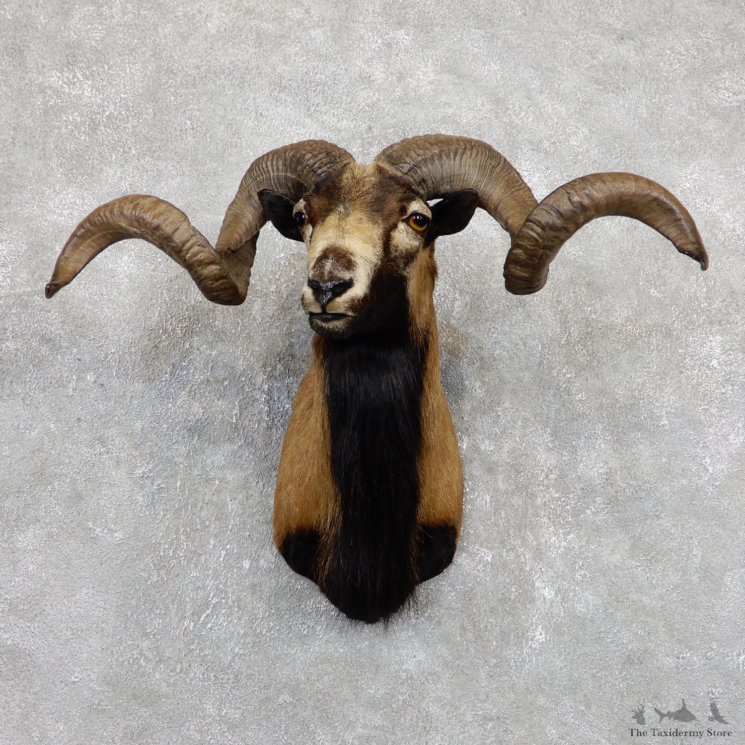 Corsican Ram Shoulder Mount For Sale #19445 @ The Taxidermy Store