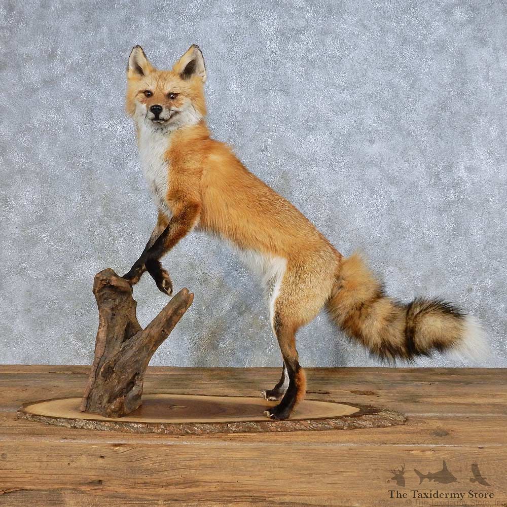 Red Fox Life-Size Mount For Sale #14702 @ The Taxidermy Store