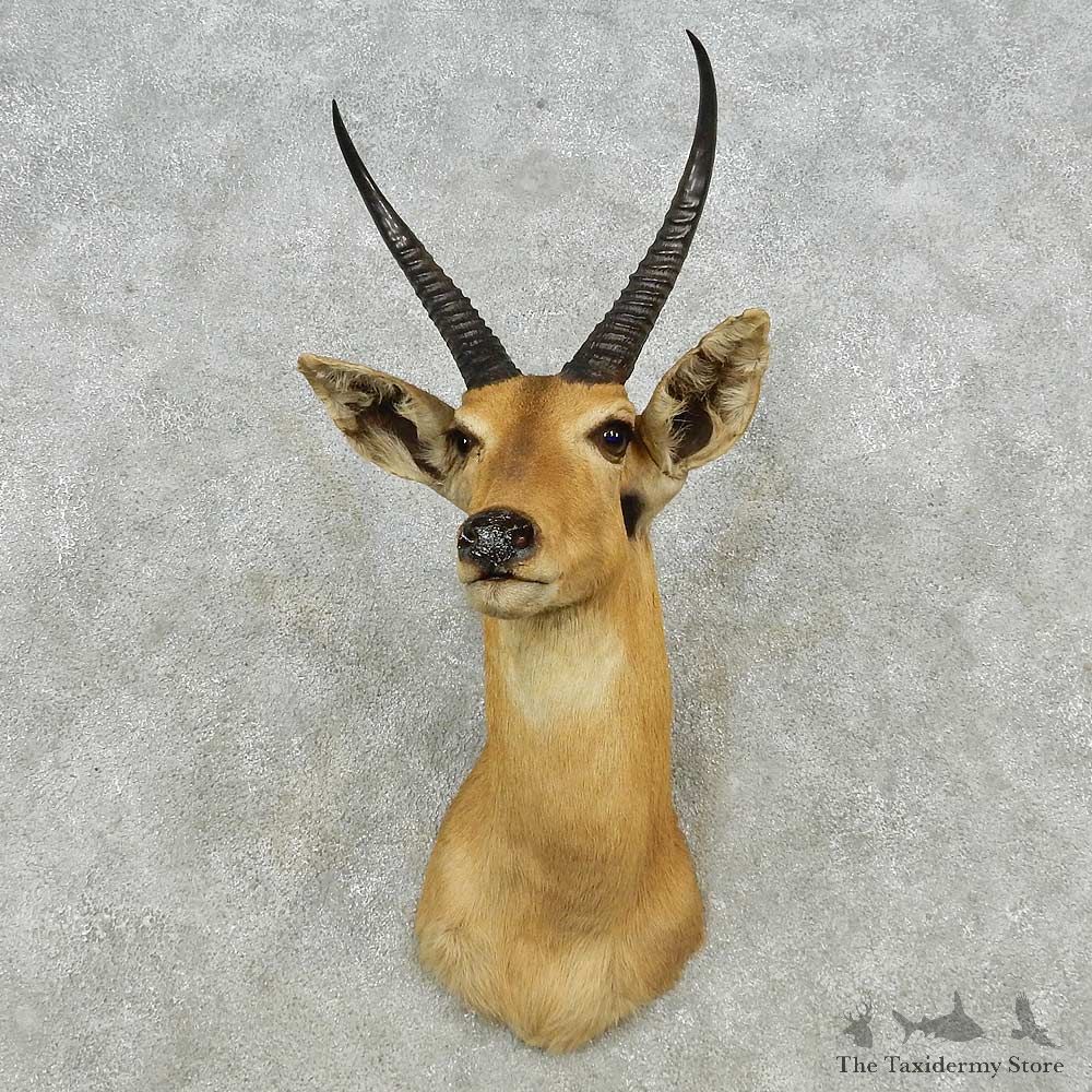 African Reedbuck Shoulder Mount For Sale #14560 @ The Taxidermy Store