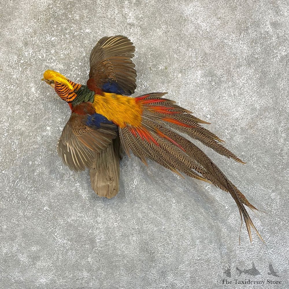 Red Golden Pheasant Mount For Sale #25002 @ The Taxidermy Store