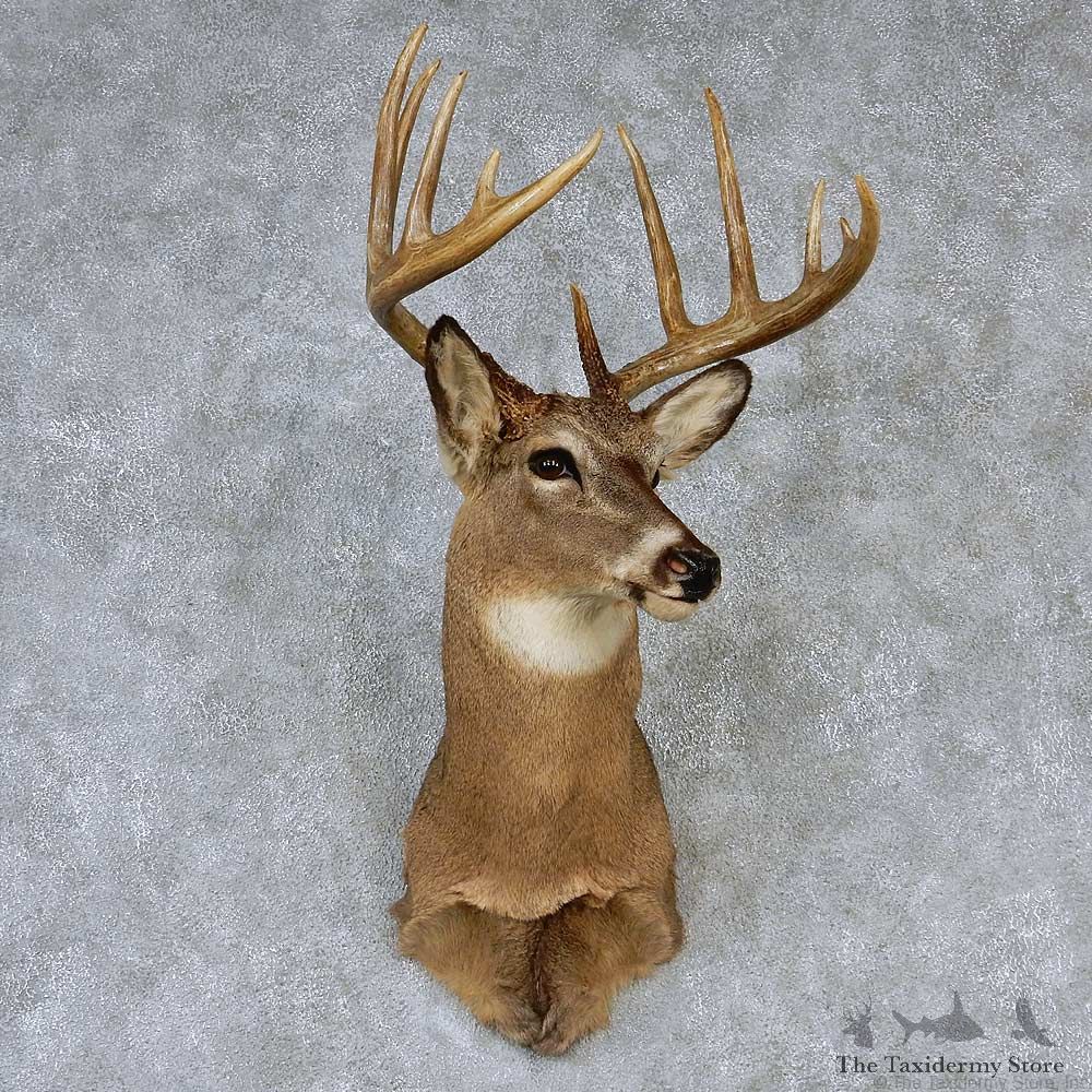 Whitetail Deer Taxidermy Shoulder Mount #13148 For Sale @ The Taxidermy Store