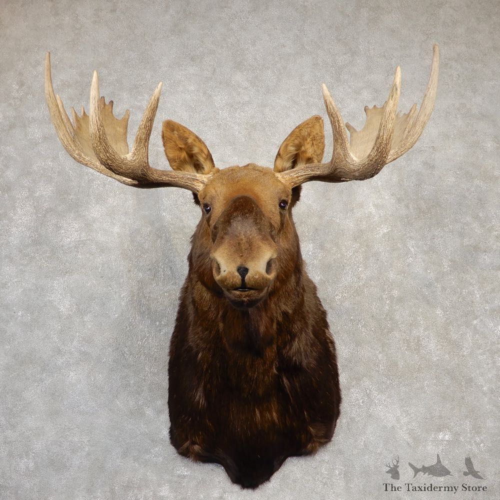 Canadian Moose Shoulder Mount For Sale #20511 @ The Taxidermy Store