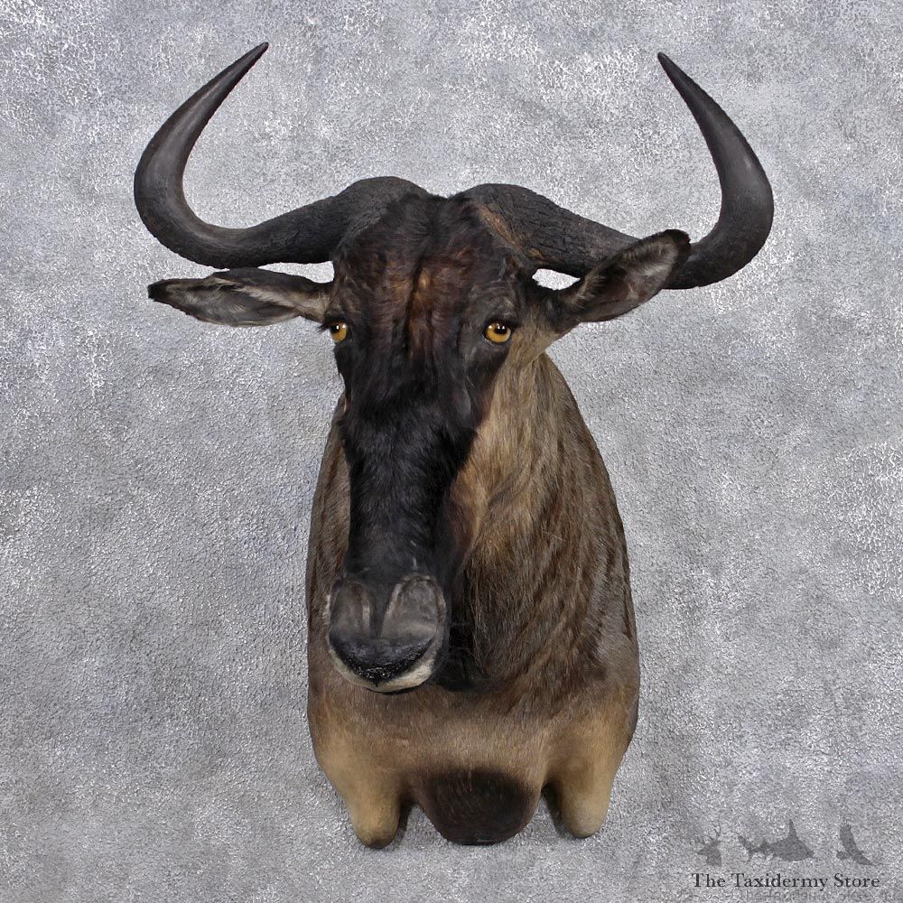 African Blue Wildebeest Shoulder Mount #12373 For Sale @ The Taxidermy Store