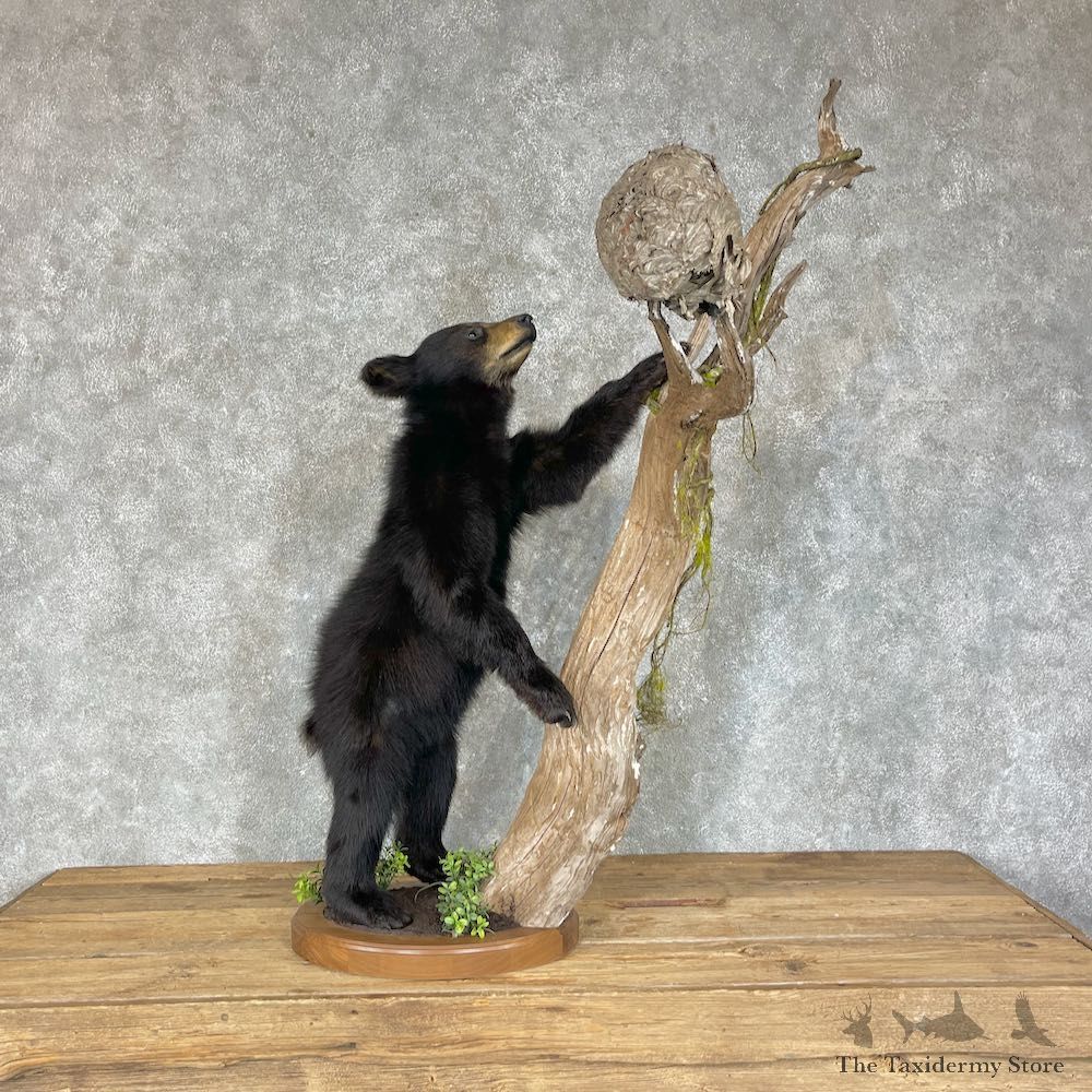 Black Bear Cub Taxidermy Mount For Sale #25652 @ The Taxidermy Store