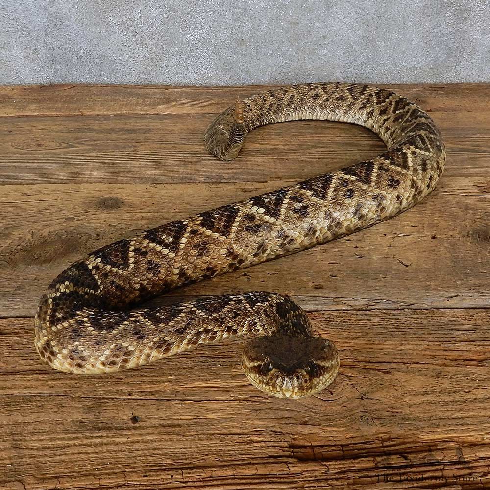 Eastern Diamondback Rattlesnake Mount For Sale #15603 @ The Taxidermy Store