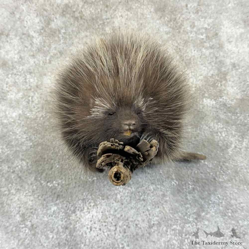 Juvenile Porcupine Life-Size Mount For Sale #30993 @ The Taxidermy Store