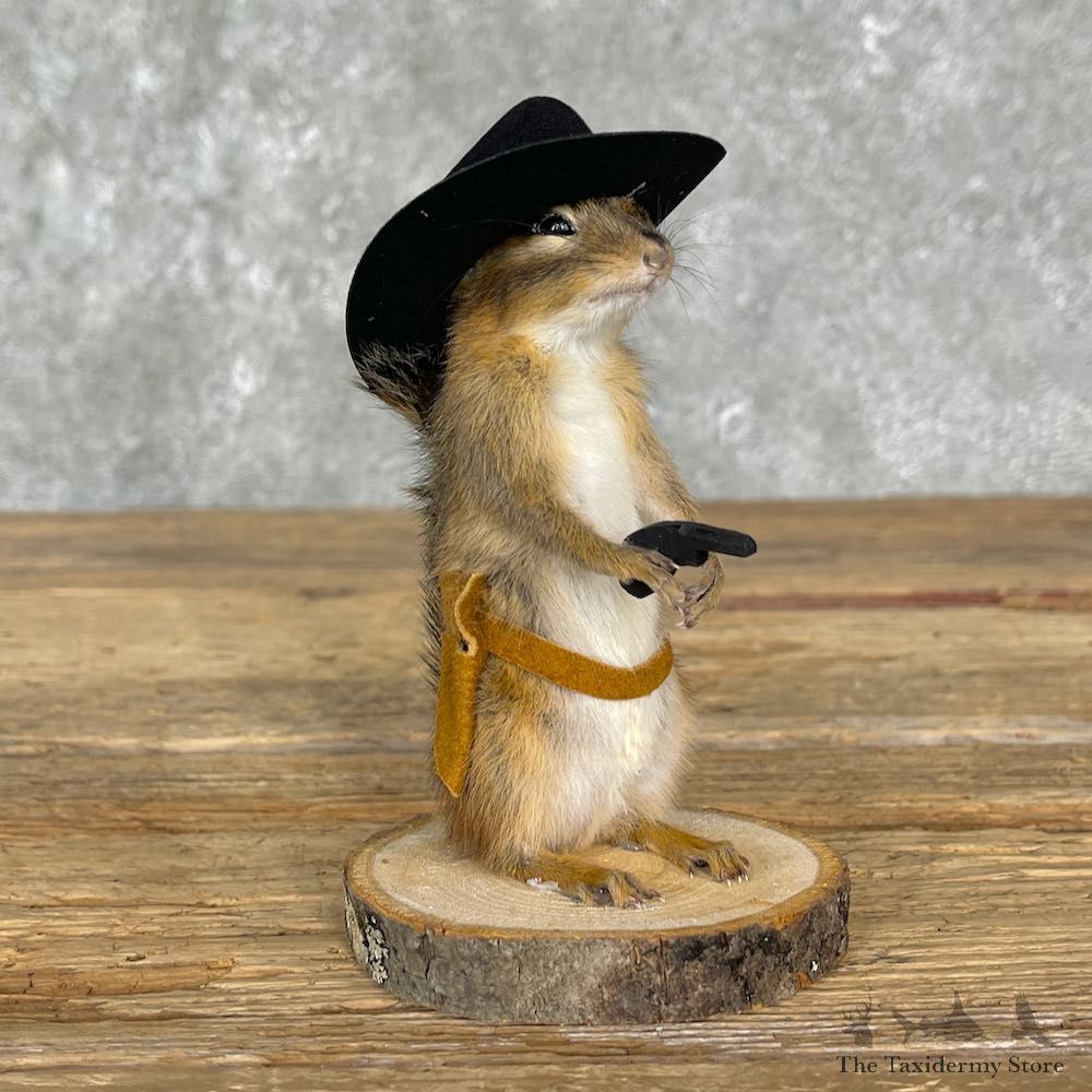 Cowboy Chipmunk Novelty Mount For Sale #25533 @ The Taxidermy Store