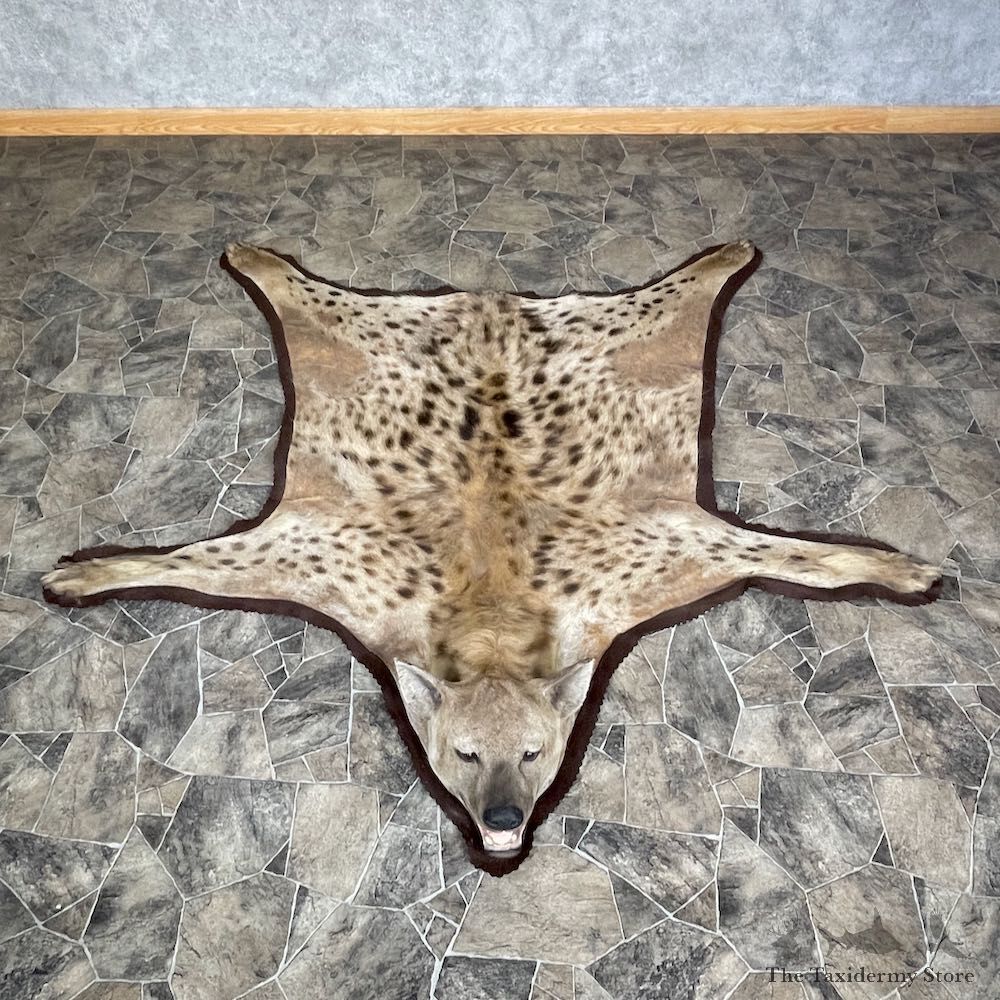 Spotted African Hyena Full-Size Taxidermy Rug #25269 For Sale @ The Taxidermy Store