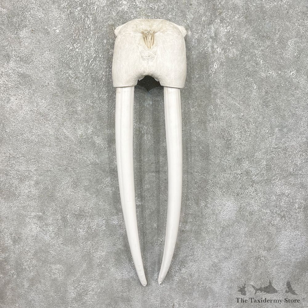 Walrus Skull European Mount For Sale #25327 @ The Taxidermy Store