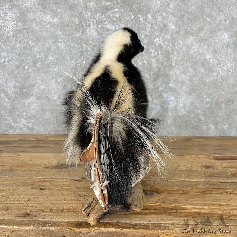 Canoe Skunk Novelty Mount For Sale #26962 @ The Taxidermy Store
