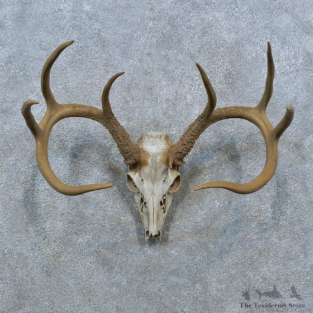 Whitetail Deer Skull Antler European Mount For Sale #15393 @ The Taxidermy Store