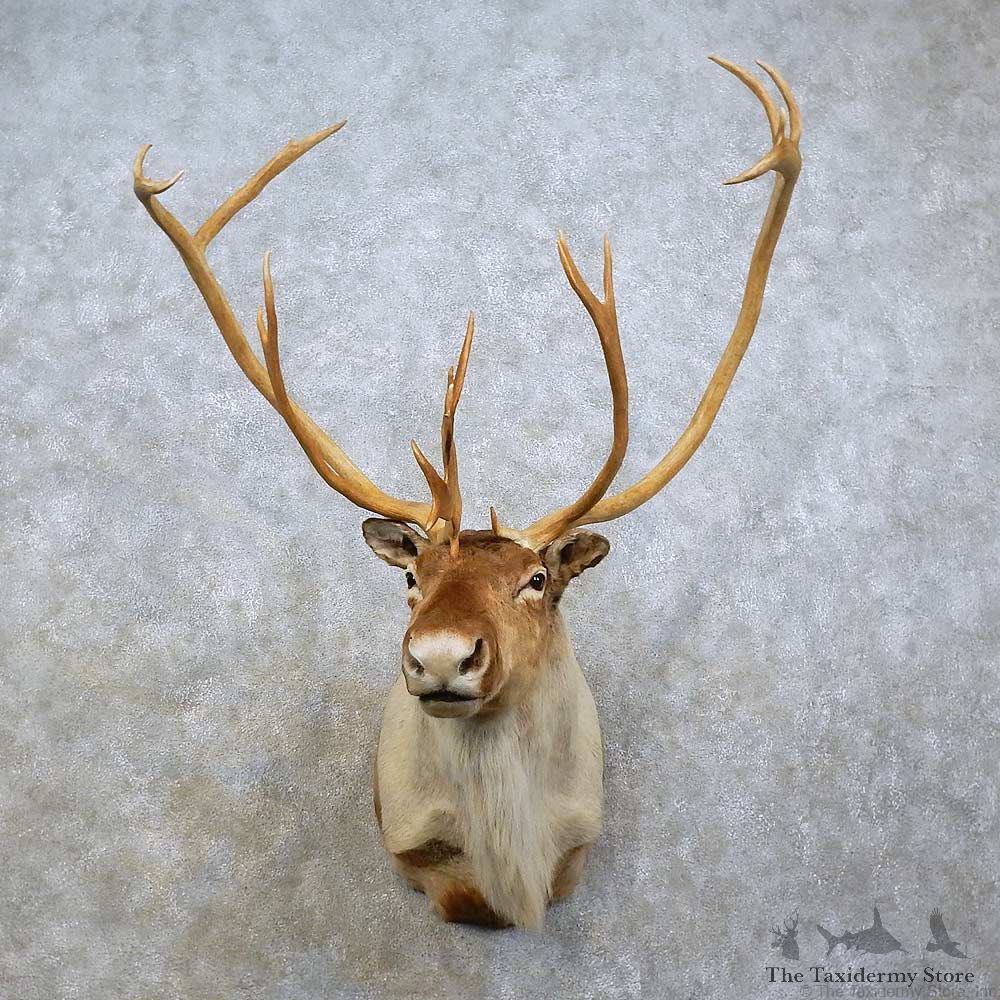 Quebec Labrador Caribou Shoulder Mount For Sale #15793 @ The Taxidermy Store