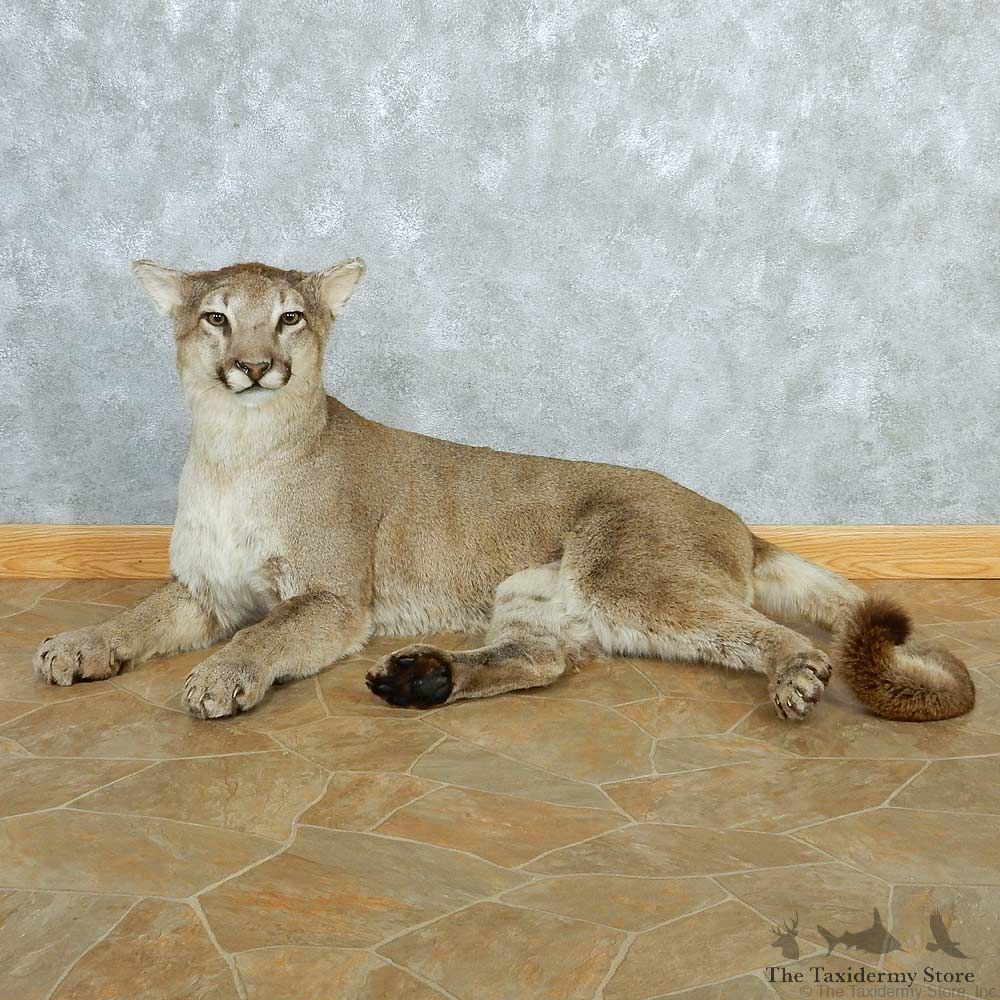 Mountain Lion Life-Size Taxidermy Mount #13287 For Sale @ The Taxidermy Store