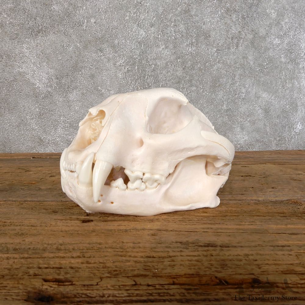 Mountain Lion Cougar Full Skull For Sale #18553 @ The Taxidermy Store