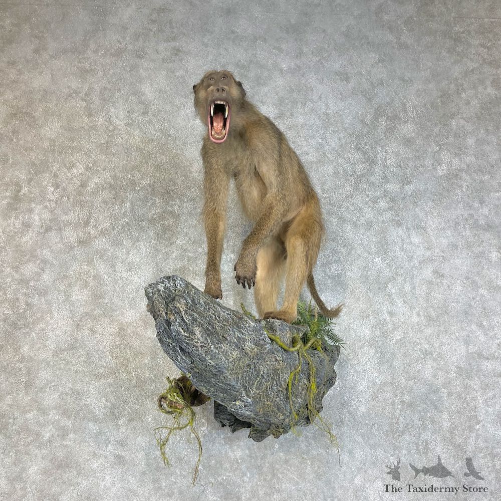 Chacma Baboon Taxidermy Life Size Mount #25848 For Sale @The Taxidermy Store