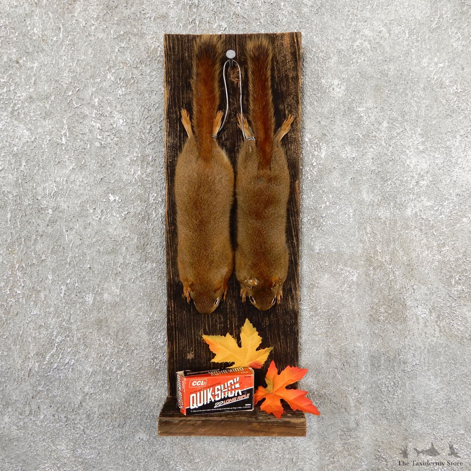 Captain's Classic Red Squirrel Display Taxidermy Mount #19739 For Sale @ The Taxidermy Store