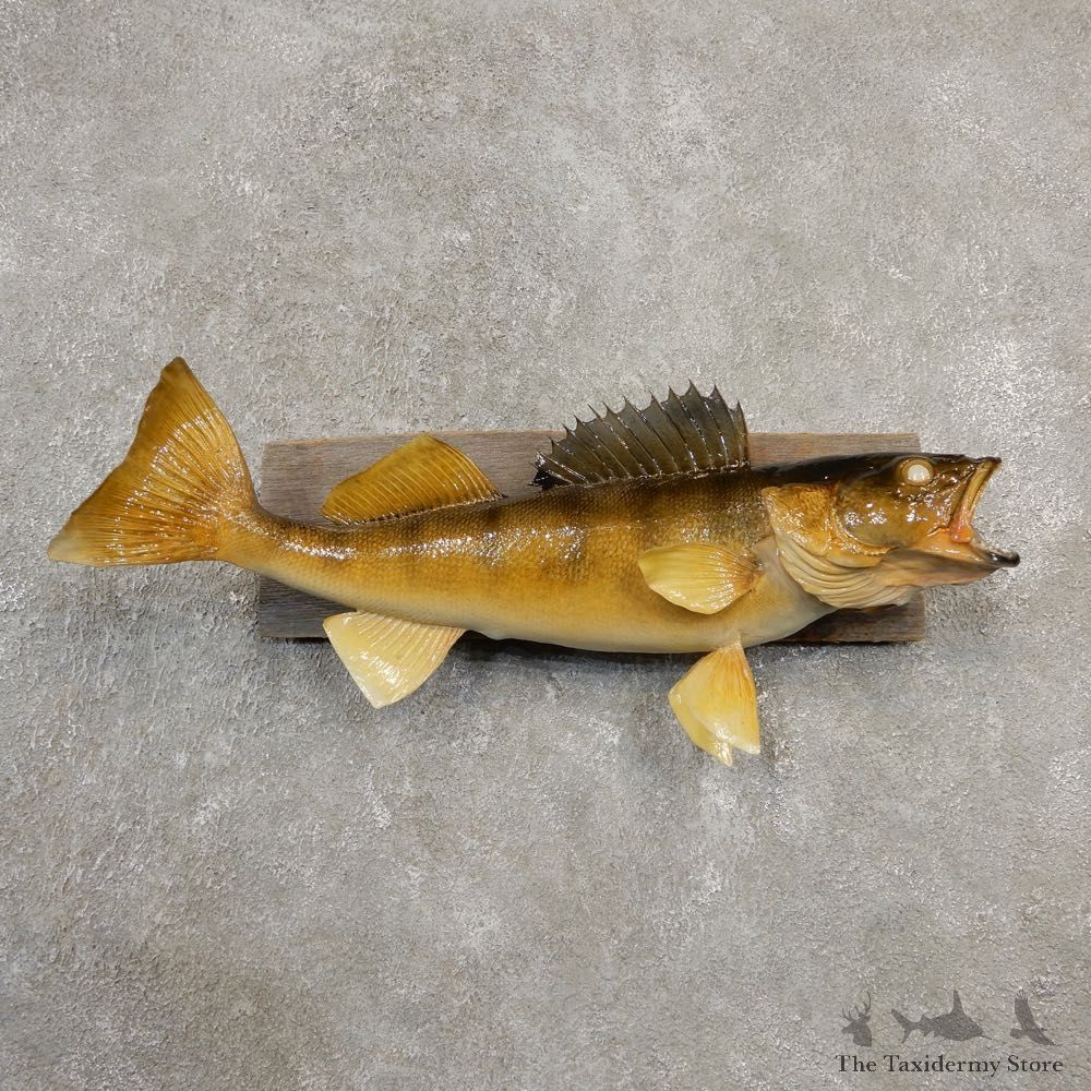 Walleye Taxidermy Fish Mount #20561 For Sale @ The Taxidermy Store