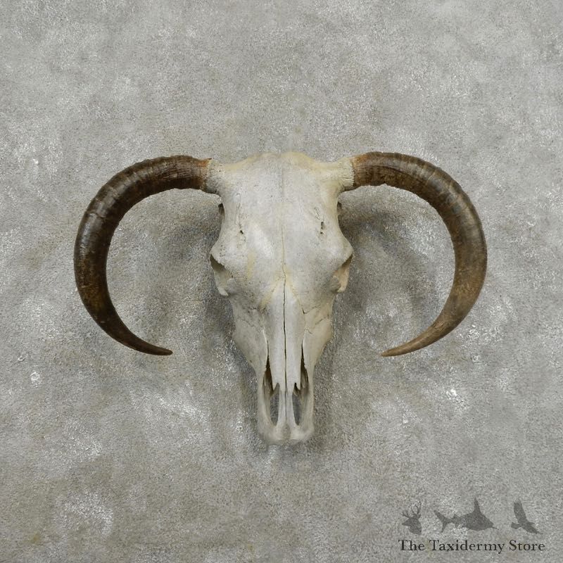 Bull Skull & Horns European Mount For Sale #17395 @ The Taxidermy Store