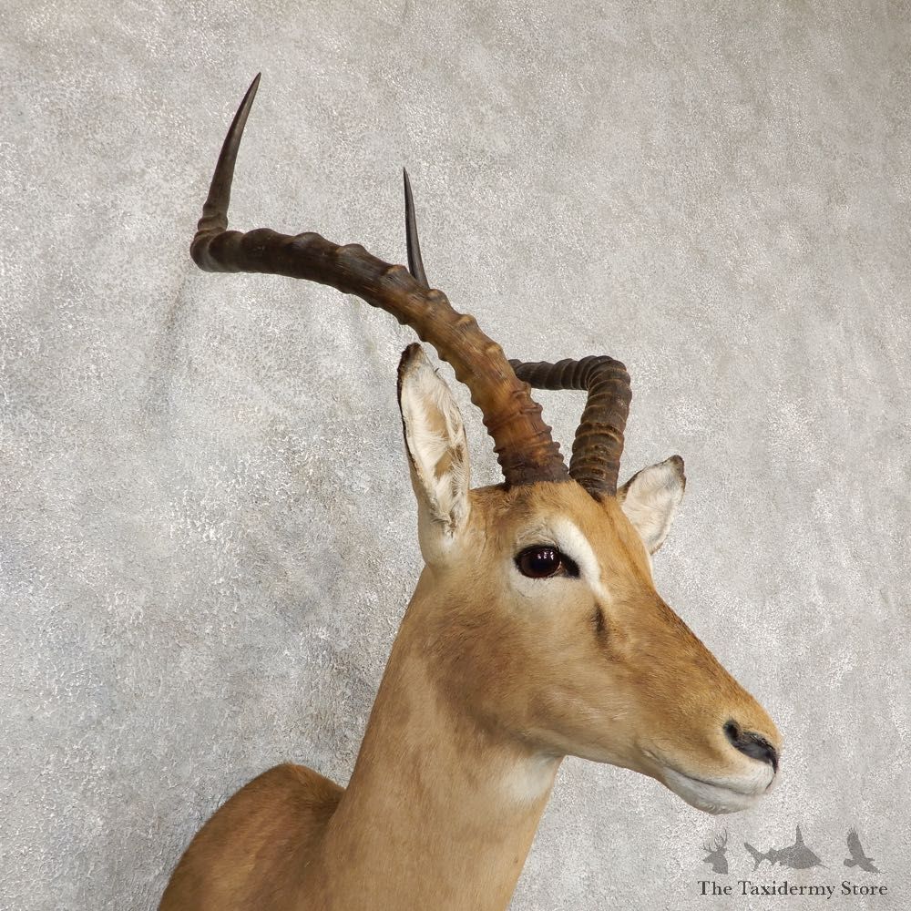 South African Impala Shoulder Mount For Sale #20294 @ The Taxidermy Store
