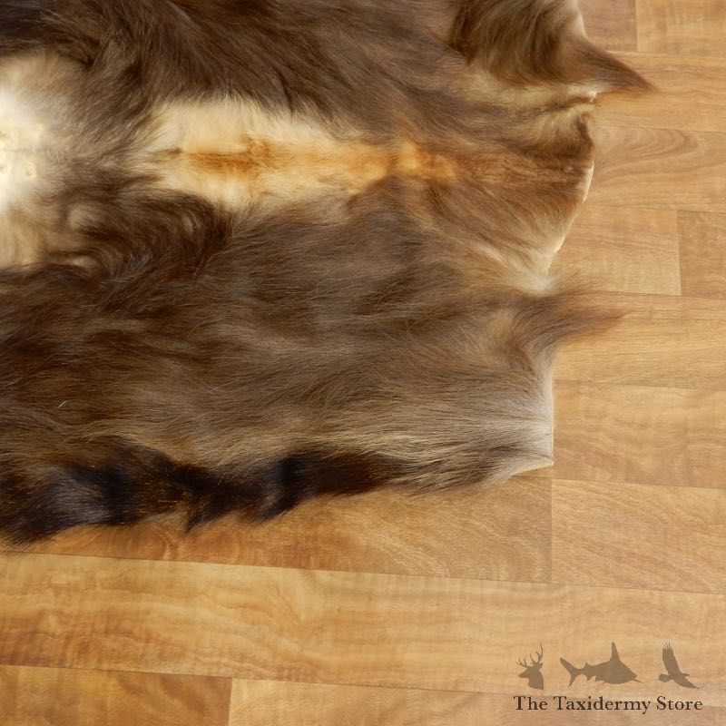 Himalayan Tahr Hide Taxidermy Rug Mount #17452 For Sale @ The Taxidermy Store