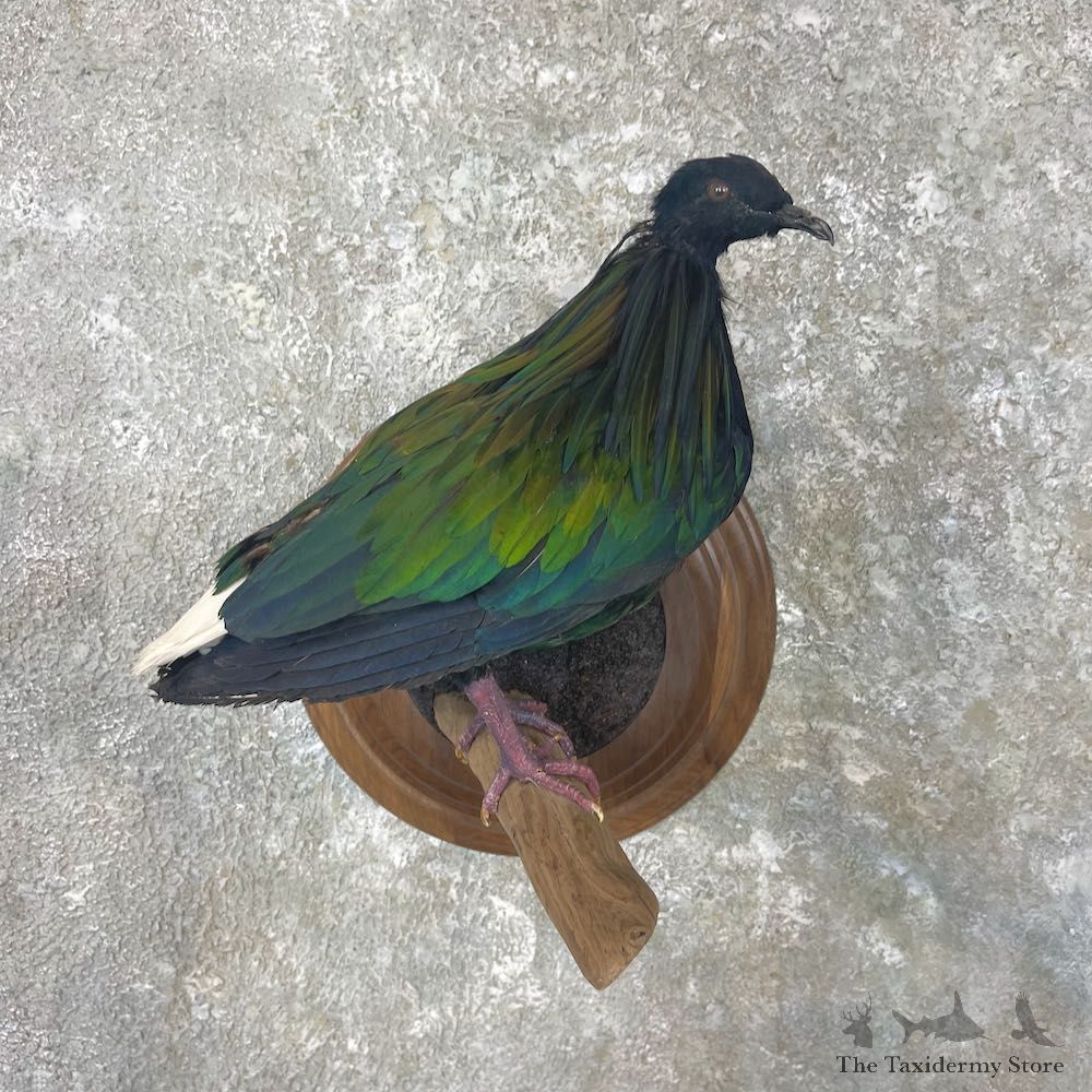 Nicobar Pigeon Life Size Mount For Sale #26952 @ The Taxidermy Store